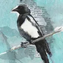 magpiethemad