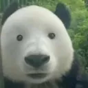 v0idpvp