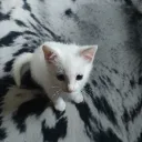 arvids0088_45732 avatar