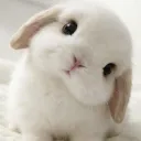 d_bunny