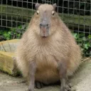 Аватар wikiboy31