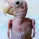 mestre_miyagi