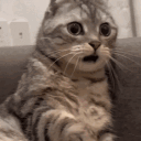 Avatar Właściciela