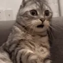 Avatar Właściciela