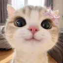 _kitikat_