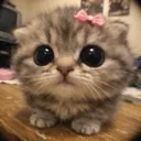_kitikat_