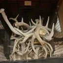 scary_spiders_17705