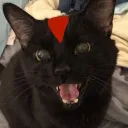 dablooniecoonie