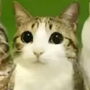 lolwhyisfunny avatar