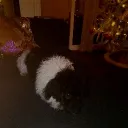 00el_dylan.00_15846 avatar