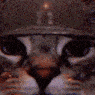 ohs_