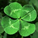 !                   (ᵔᴥᵔ)  Lucky