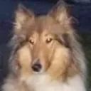 springstepper