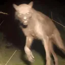 skinwalker0028 avatar