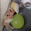 grapecrab