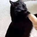 v3rexacdiscor_40541 avatar