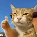 puhoang_8770_49028 avatar