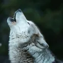 jhonnwolf avatar