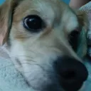 dogzinpetdoluan