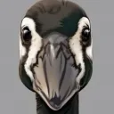 jr_mime