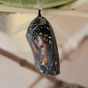 puzzlepea