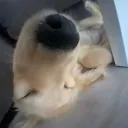 ladeinglesmetieneloco88 avatar