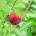 sumomo_122_1のアバター