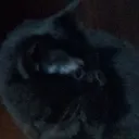 negrolini_pilanini avatar