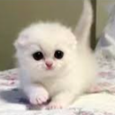 croco6412-1463946092516348098