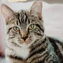 Little Meow