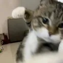 Little Meow