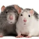 rataoooooooooooooooooooo
