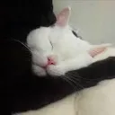 merqzz._42091 avatar