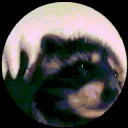 pfp