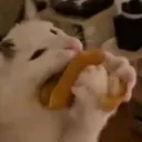 crypticnoah