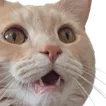 ibeejerz