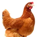 derekisaac0080_36206 avatar