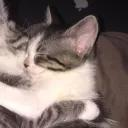 mystic_tiger_2235