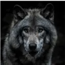 ark_0009