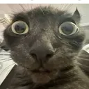 ayyviolet4