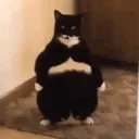 jiuter