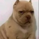 elpepotas0730 avatar