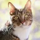 ionlyusethisaccountfornore_31145 avatar