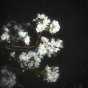 _theriox_