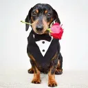 fandedexybeni123 avatar