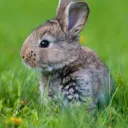 cutelittlebunny