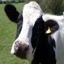 cowsook