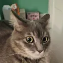 infernotez