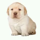 papitas_321456 avatar