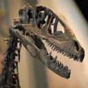 changyuraptor